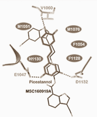 Suppletie met piceatannol, een metaboliet van het overbekende resveratrol, vermindert misschien de vetmassa en laat de spiermassa groeien. Die speculatie baseren we op Aziatische in vitro-studies. Volgens die studies remt picetannol de opname van glucose door vetcellen, maar stimuleert het de opname door spiercellen.