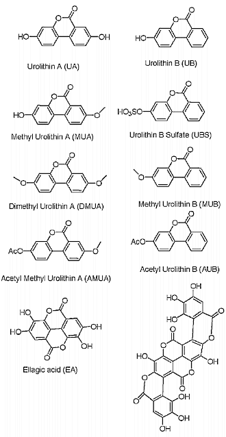 De anti-oestrogene werking van granaatappel