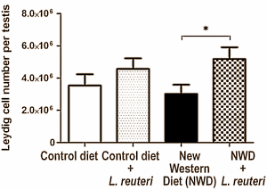 Suppletie met de - commercieel leverbare - goedaardige bacterie Lactobacillus reuteri ATCC 6475 verhoogt de aanmaak van testosteron en de productie van zaadcellen. Dat maken medische wetenschapers van het Massachusetts Institute of Technology (MIT) in Cambridge op uit experimenten met muizen. Bovendien maakt toediening van het probioticum muizen slanker.