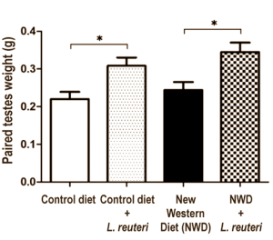 Suppletie met de - commercieel leverbare - goedaardige bacterie Lactobacillus reuteri ATCC 6475 verhoogt de aanmaak van testosteron en de productie van zaadcellen. Dat maken medische wetenschapers van het Massachusetts Institute of Technology (MIT) in Cambridge op uit experimenten met muizen. Bovendien maakt toediening van het probioticum muizen slanker.