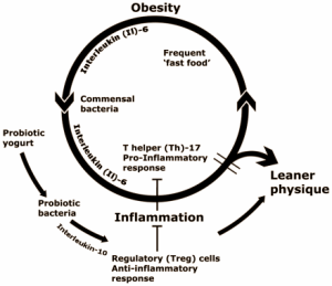 Suppletie met de - commercieel leverbare - goedaardige bacterie Lactobacillus reuteri ATCC 6475 verhoogt de aanmaak van testosteron en de productie van zaadcellen. Dat maken medische wetenschapers van het Massachusetts Institute of Technology (MIT) in Cambridge op uit experimenten met muizen. Bovendien maakt toediening van het probioticum muizen slanker.