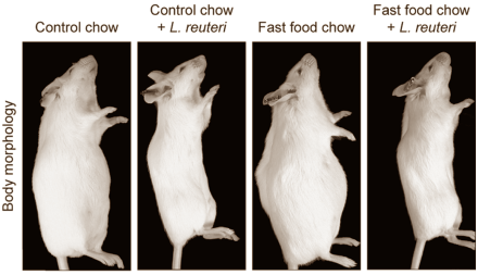 Suppletie met de - commercieel leverbare - goedaardige bacterie Lactobacillus reuteri ATCC 6475 verhoogt de aanmaak van testosteron en de productie van zaadcellen. Dat maken medische wetenschapers van het Massachusetts Institute of Technology (MIT) in Cambridge op uit experimenten met muizen. Bovendien maakt toediening van het probioticum muizen slanker.