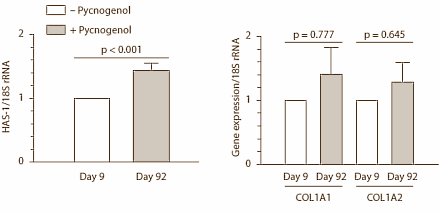 Pycnogenol verjongt de huid