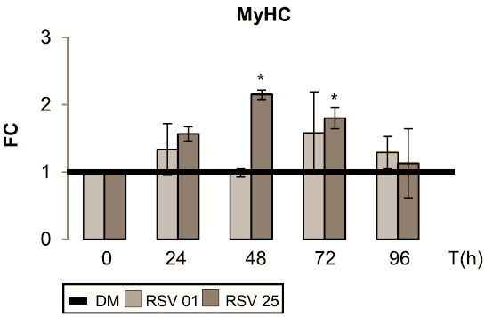 Als je aan krachttraining doet, zuigt je spierweefsel continu stamcellen uit je bloed, en laat die vervolgens uitgroeien tot volwaardige spiercellen. Een Italiaanse in vitro-studie doet vermoeden dat suppletie met resveratrol [structuurformule hiernaast] dat proces versnelt.