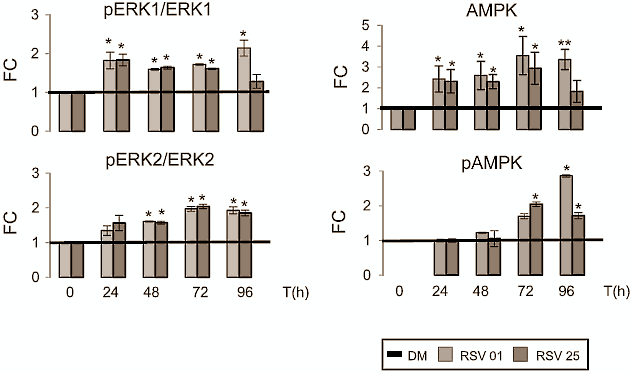 Als je aan krachttraining doet, zuigt je spierweefsel continu stamcellen uit je bloed, en laat die vervolgens uitgroeien tot volwaardige spiercellen. Een Italiaanse in vitro-studie doet vermoeden dat suppletie met resveratrol [structuurformule hiernaast] dat proces versnelt.