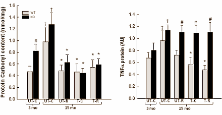 Lichaamsbeweging remt verouderingsmedicijn beter dan megadosis resveratrol