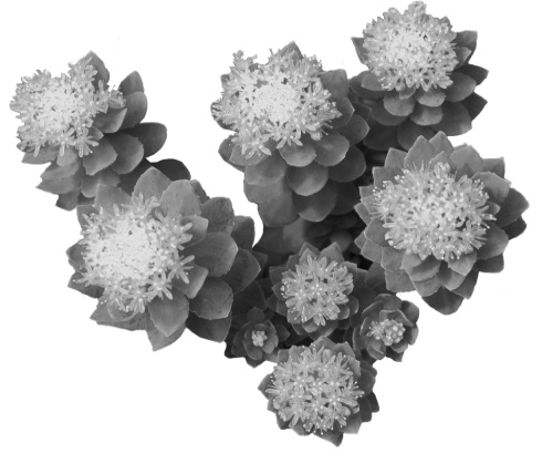 Rhodiola rosea trekt weekendsporter sneller over de streep