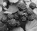 Rubus coreanus