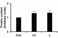 Supplement met melkzuur en cafeïne geeft sporters grotere spieren