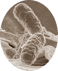 Als je elke dag 120-150 gr champignons eet, leert je immuunsysteem sneller ziektekiemen herkennen. Vaccins worden daardoor effectiever. Dat kun je afleiden uit een dierstudie die immunologen van het Amerikaanse landbouwministerie USDA publiceerden in de Journal of Nutrition. Uit dat onderzoek blijkt trouwens ook dat het positieve effect van champignons verdwijnt als je er teveel van eet.