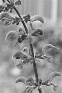 Per toeval gevonden: een artikel uit 1990, waarin farmacologen van de Saudische King Saud University vertellen dat extracten van de veldsalie in mannelijke ratten effecten hebben die doen denken aan het mannelijke geslachtshormoon testosteron. Of het erectiemedicijn sildenafil. Stoffen in de plant verhogen in ratten de seksuele interesse en vermogens.