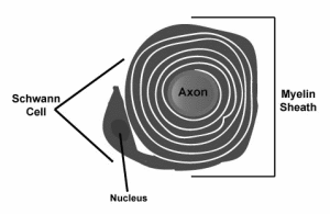 Oxandrolone draait effecten spierziekte terug