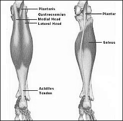 Vrouwen die al wat ouder zijn en valpartijen willen voorkomen doen er goed aan als ze in hun krachttraining de seated calf press opnemen. Dat meldt Nicole Chimera, een bewegingswetenschapper van Daemen College in de VS, in de Journal of Strength and Conditioning Research. Chimera ontdekte dat vrouwen vaker vallen dan mannen omdat hun kuitspier soleus is verzwakt.