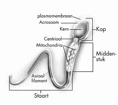 Ex-anabolengebruikers hebben maar spijt van één ding