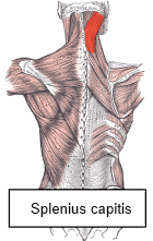 Schouders trainen met elastische band net zo effectief als met gewichten
