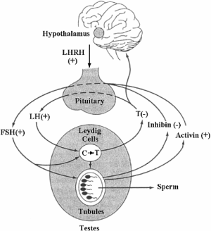 Verdachte studie: oryzanol maakt krachtsporters sterker