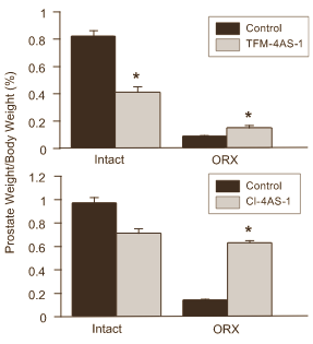 Hiernaast zie je hem: de structuurformule van FM-4AS-1. Volgens moleculaire endocrinologen van Merck Research Laboratories is FM-4AS -1 een SARM van het betere soort. De verbinding zorgt in dierstudies voor een toename van de vetvrije massa en een afname van het vetweefsel, maar is praktisch zonder effect in de huid, de prostaat en - bij vrouwelijke proefdieren - in de uterus.