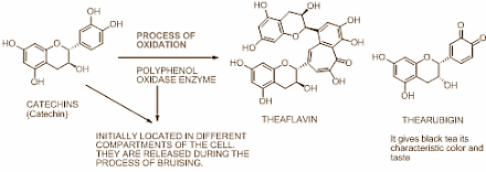 Hard bewijs dat synthetisch testosteron en anabole steroiden de kans op prostaatkanker verhogen is er niet, maar als je afgaat op dierstudies zou dat verband er wel moeten zijn. Gelukkig voor al die verstokte gebruikers van androgenen zijn er voedingsstoffen die het negatieve effect van testosteron op de prostaat afzwakken. Volgens een dierstudie uit de koker van het Industrial Toxicology Research Centre in Lucknow, India zitten ze in ordinaire zwarte thee.