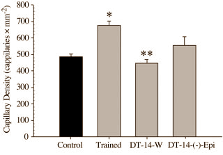 Duursporters die gedurende enkele weken niet trainen houden hun opgebouwde conditie beter vast als ze supplementen gebruiken met (-)-epicatechin, een flavonoid dat van nature aanwezig is in cacao. Dat ontdekten moleculaire wetenschappers van Wayne State University toen ze proeven deden met muizen.