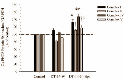 Duursporters die gedurende enkele weken niet trainen houden hun opgebouwde conditie beter vast als ze supplementen gebruiken met (-)-epicatechin, een flavonoid dat van nature aanwezig is in cacao. Dat ontdekten moleculaire wetenschappers van Wayne State University toen ze proeven deden met muizen.