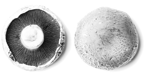 Samen verlagen paddenstoelen en groene thee de kans op borstkanker met een factor tien