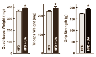 Ursolic acid is een universeel sportsupplement