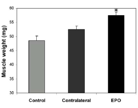 Injectie met EPO-genen maakt gespierder en droger