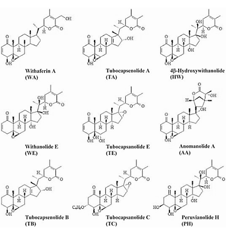 Humane studie: ashwagandha verhoogt testosteronspiegel