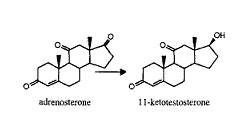 11-Keto-testosterone