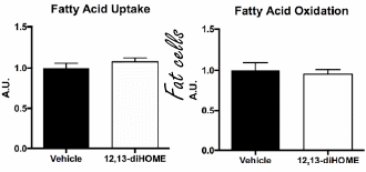 12,13-DiHOME: een nieuw afslankmiddel? Of een nieuw dopingmiddel?