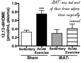 12,13-DiHOME: een nieuw afslankmiddel? Of een nieuw dopingmiddel?