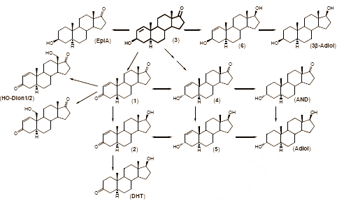 1-Androsterone