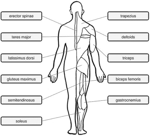 Waarom je de hyperextension in je trainingsprogramma moet opnemen