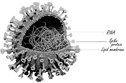 Lichaamsbeweging maakt het coronavirus minder dodelijk