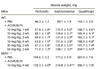 Farmabedrijf doet proeven met myostatinblokker ACE-031