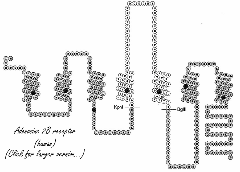 Dierstudie: slank of dik, oud of jong, Bay 60-6583 verbetert je lichaamssamenstelling