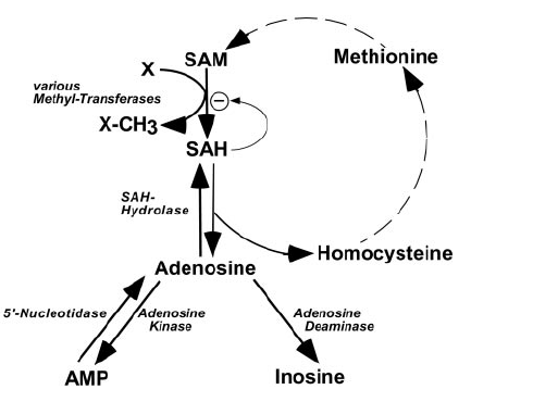 Over enokitake, testosteron en adenosine