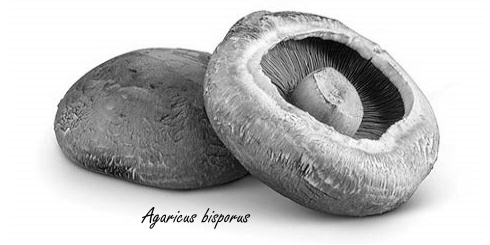 Eetbare paddenstoelen beschermen tegen depressie