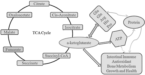 AKG-kuur maakt je 8 jaar jonger
