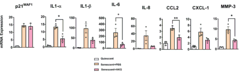 AKG, een longevity-supplement?