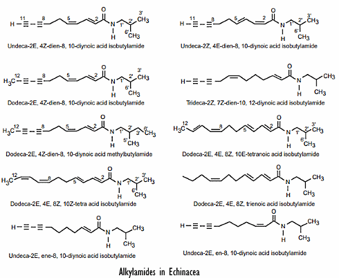 Echinacea maakt onbezorgd