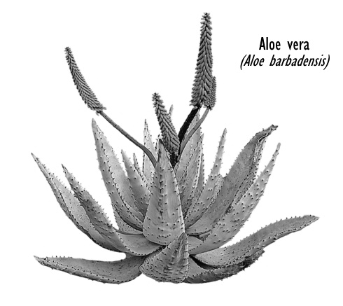 Aloe vera is een afrodisiacum