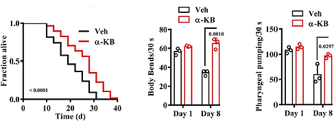 Alpha-ketoglutaraat, een metaboliet die in het lichaam en in een keur van voedingsmiddelen voorkomt, verlengt de levensduur van proefdieren en misschien ook van mensen. Een stof die in veel op alpha-ketoglutaraat lijkt, is alpha-ketobutyraat. Ook die stof maakt waarschijnlijk langer leven mogelijk, ontdekten Chinese onderzoekers.