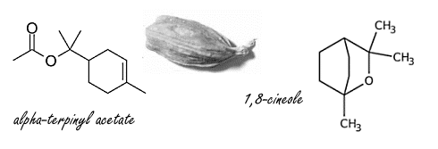 Meer irisine (en stukken gezonder) door groene kardamom-olie