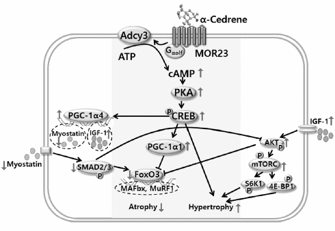 Alpha-cedrene, een volkomen nieuw soort anabool