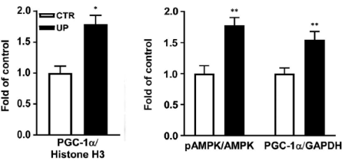Wakame, de fitnessalg