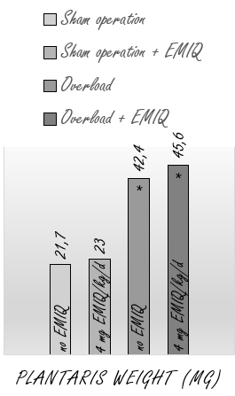 EMIQ, een anabool op basis van quercetine