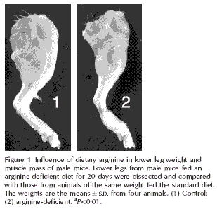 Testosteron krijgt meer anabole werking door L-citrulline en L-arginine