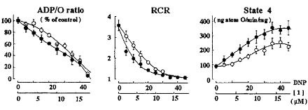 Het DNP-effect van anacardic acid in cashewnoten