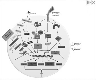 Anti-inflammatoir dieet